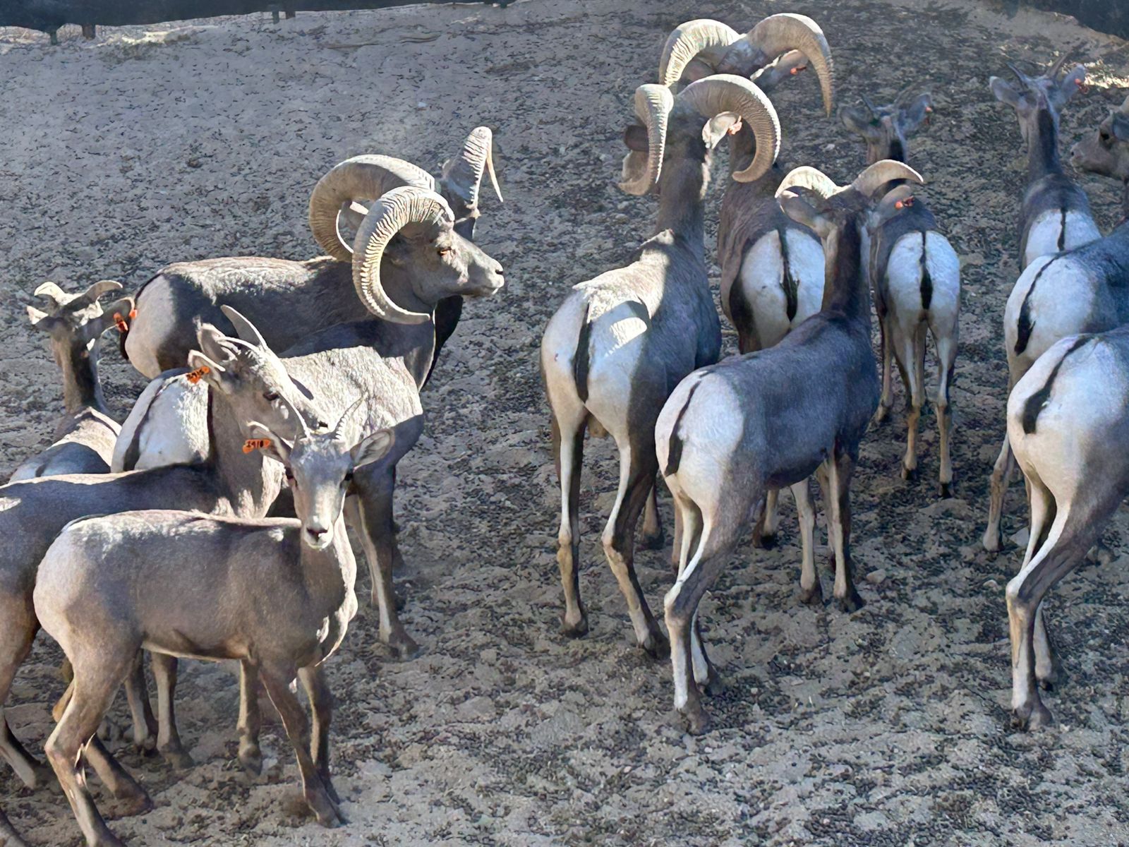 Contribuye Gobierno de Sonora a recuperación del borrego cimarrón con liberación de 20 animales: Celida López